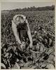 Woman picking peppers in field, East Hartford, August 12, 1971