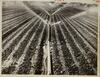 Carrot crops being irrigated, East Hartford, 1964